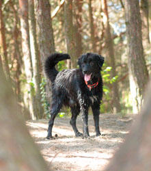 Hundebetreuung Friedrichshain 1